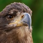 Seeadler Portrait 003