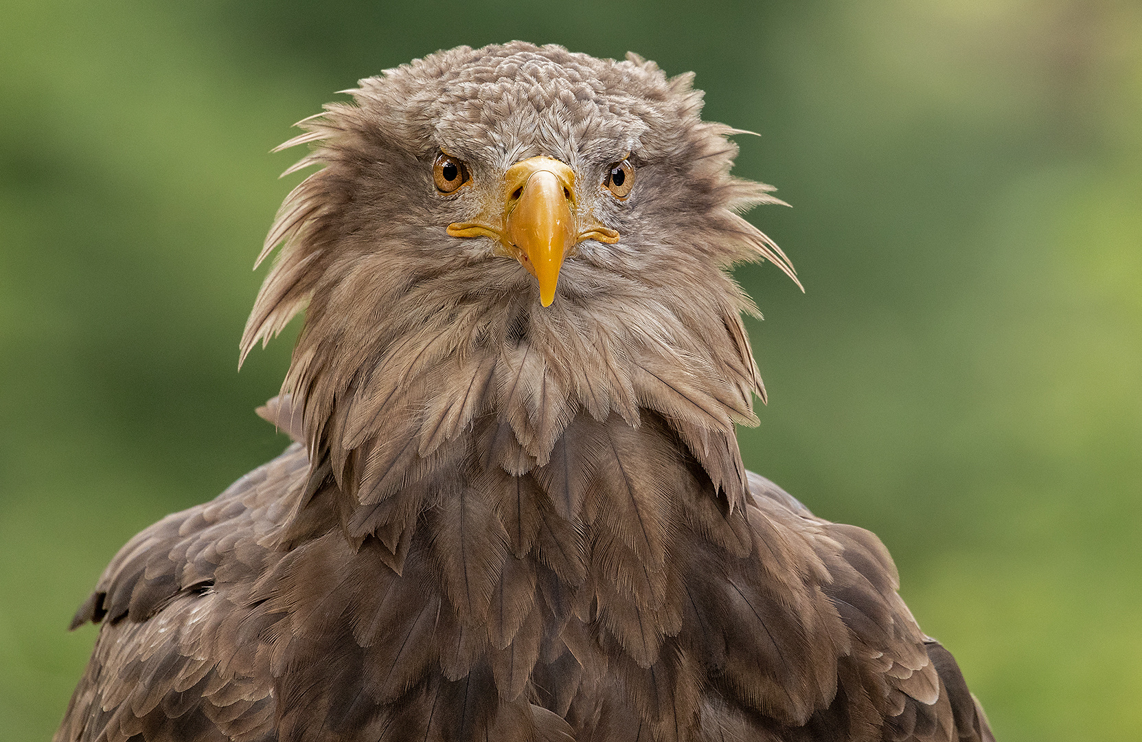 Seeadler-Portrait 011 