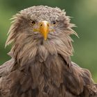 Seeadler-Portrait 011 