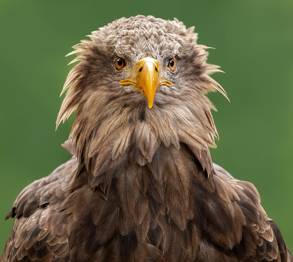 Seeadler-Portrait 021 