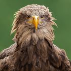 Seeadler-Portrait 021 