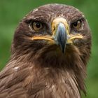 Seeadler-Portrait 021 