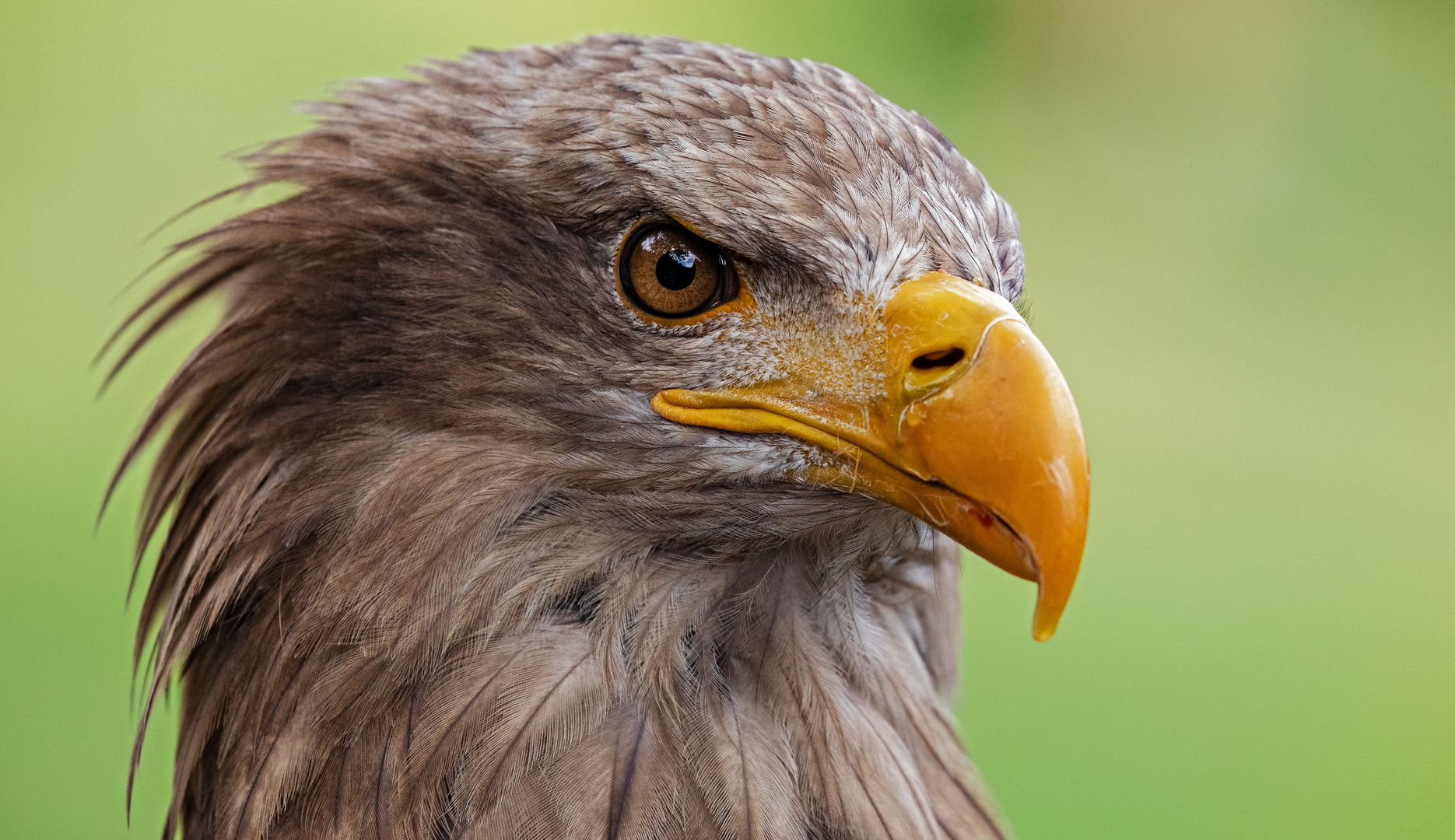 Seeadler-Portrait 022 