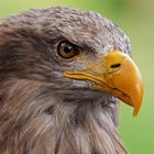 Seeadler-Portrait 022 