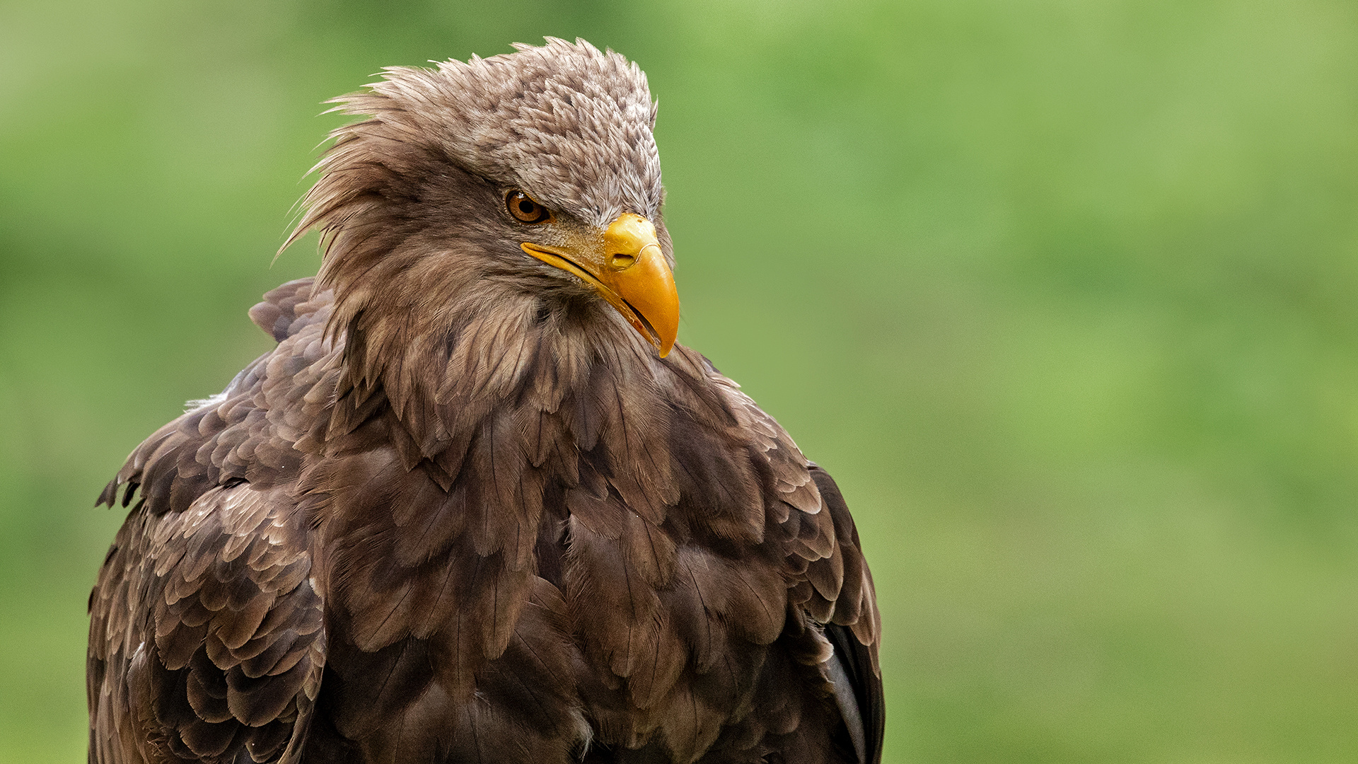 Seeadler-Portrait 026 