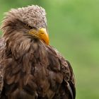 Seeadler-Portrait 026 