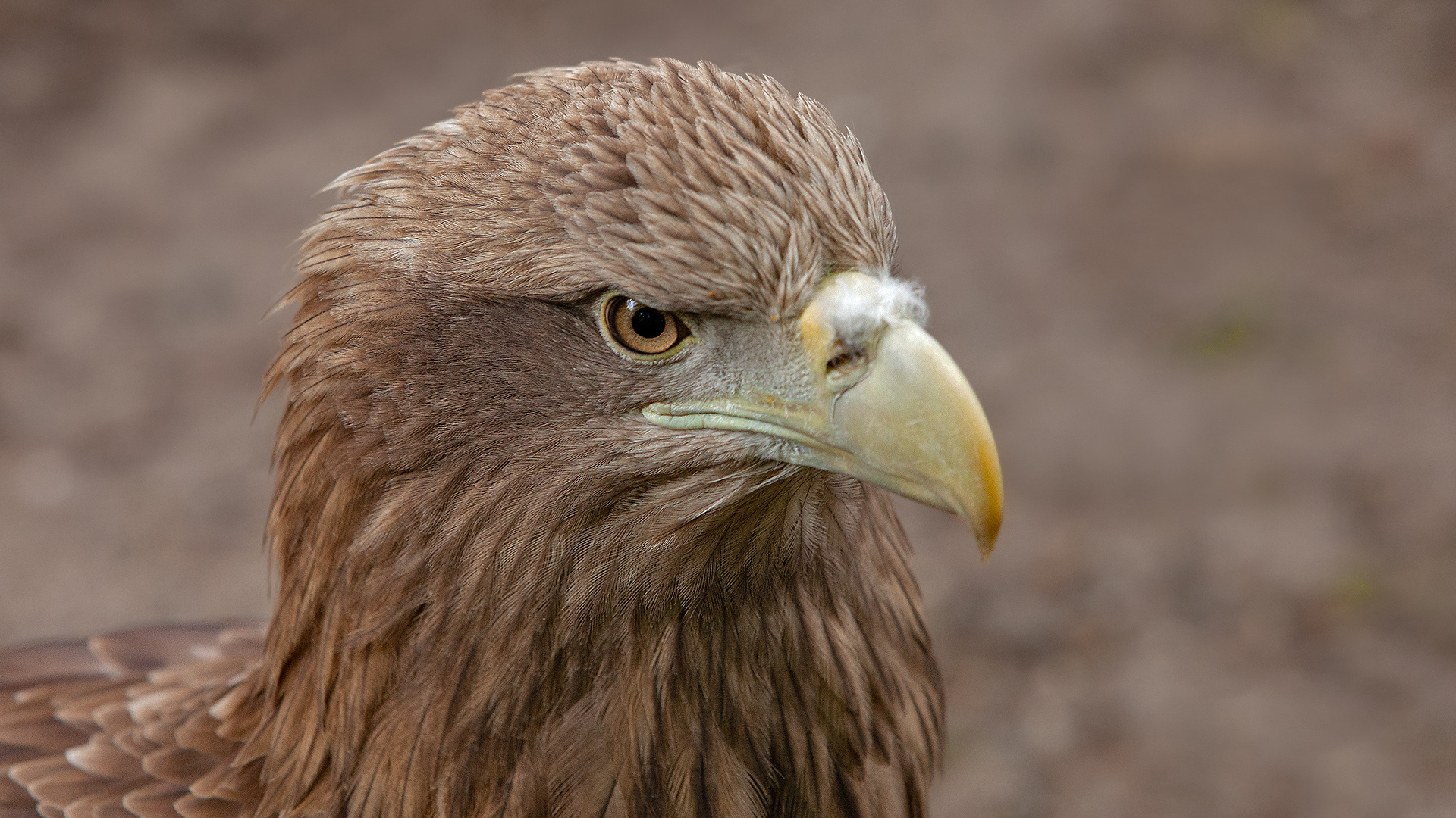 Seeadler-Portrait 029 