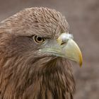 Seeadler-Portrait 029 