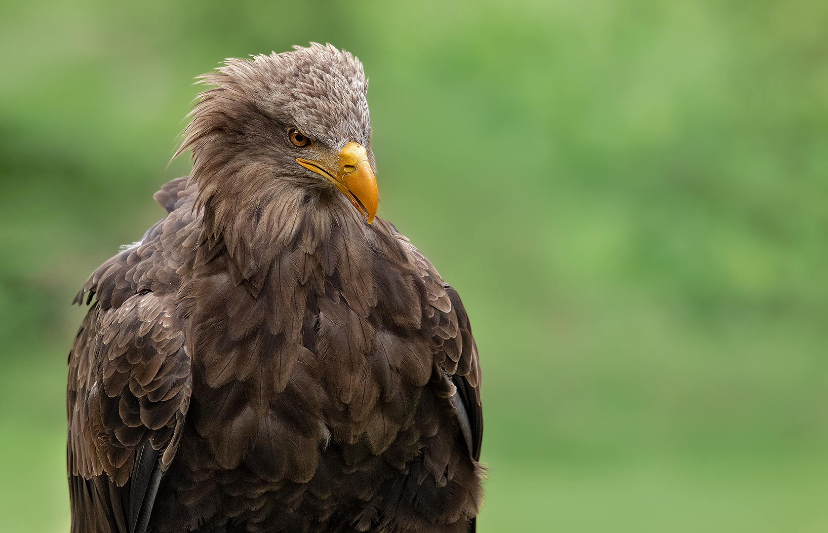 Seeadler-Portrait 035 