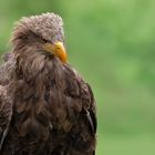 Seeadler-Portrait 035 