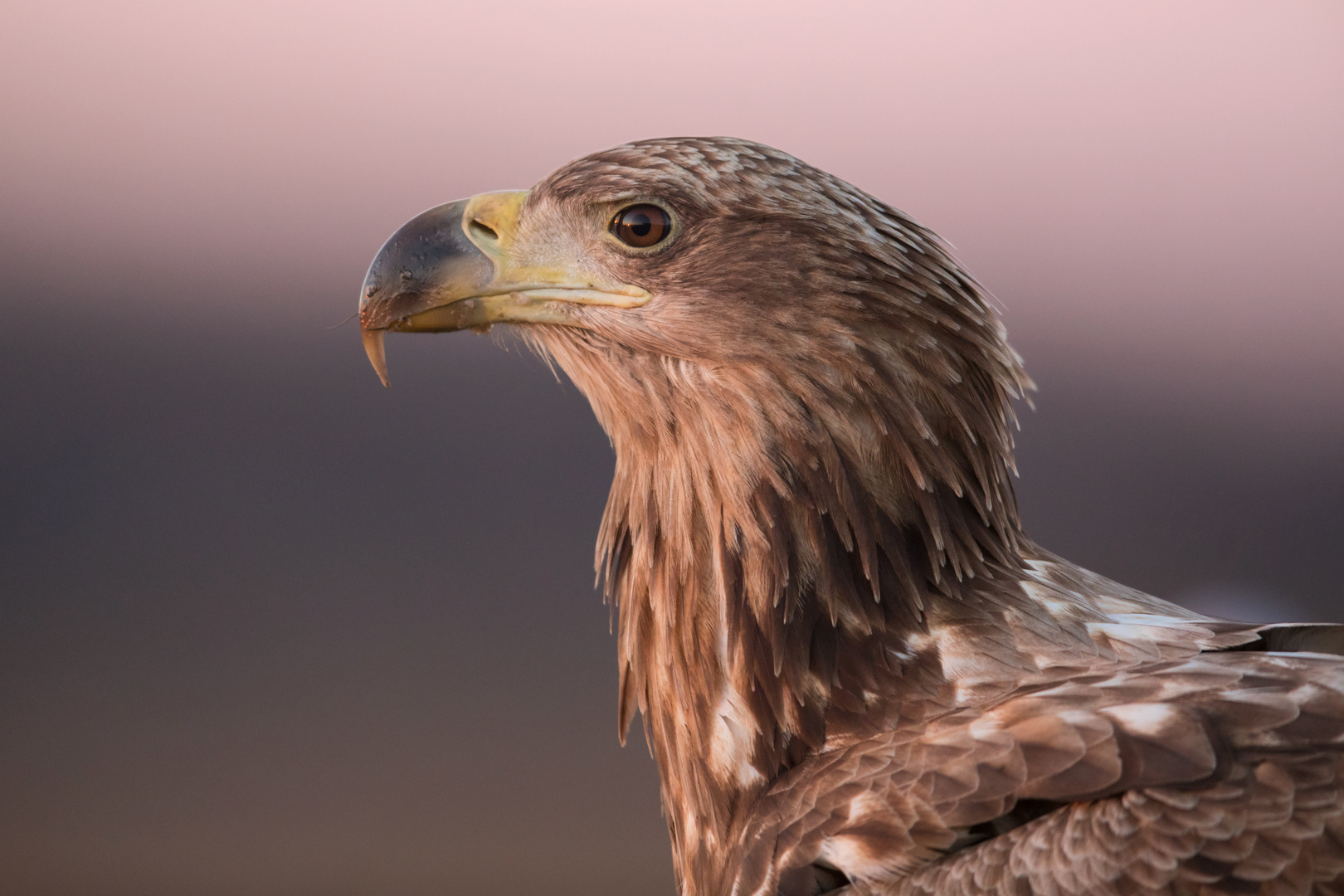 Seeadler-Portrait