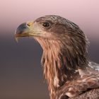 Seeadler-Portrait