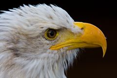 Seeadler Portrait 1