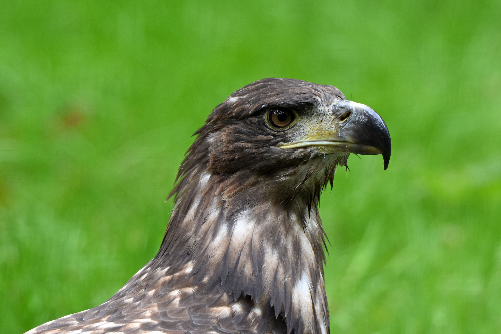 Seeadler-Portrait (1/2)