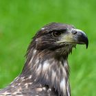 Seeadler-Portrait (1/2)