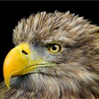 Seeadler Portrait 2