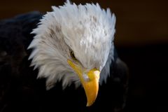 Seeadler Portrait 2