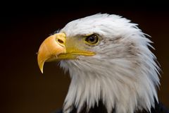 Seeadler Portrait 3