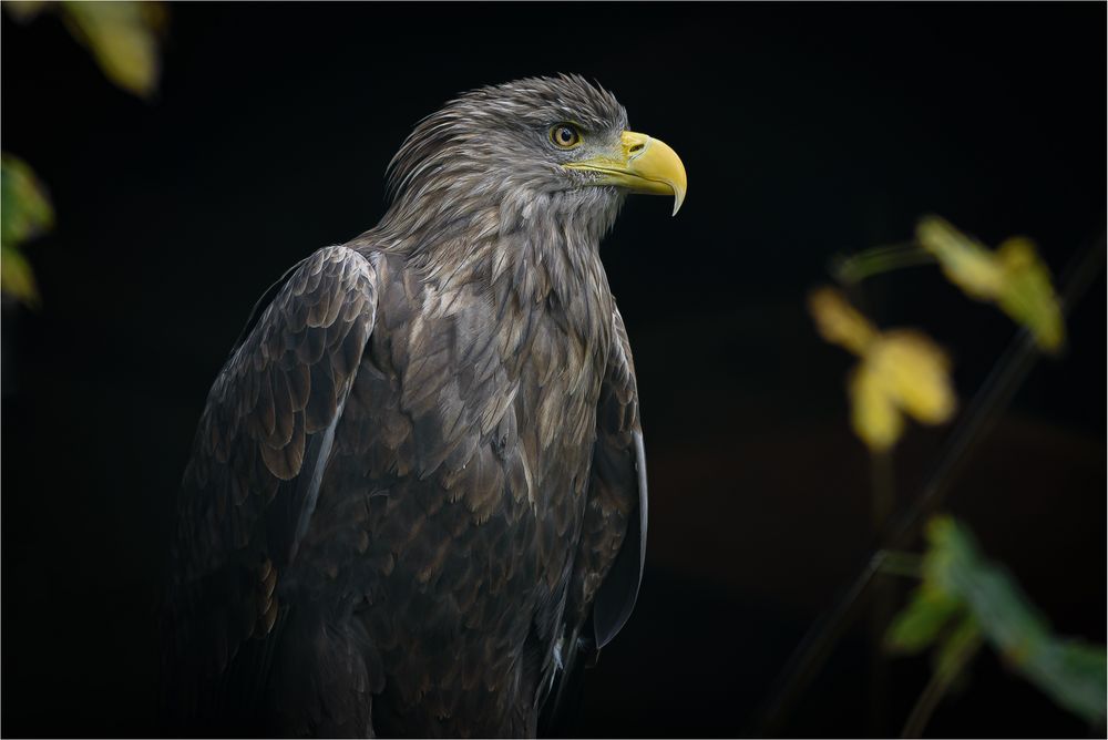 Seeadler-Portrait