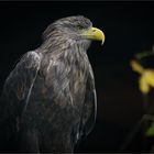 Seeadler-Portrait