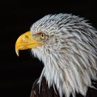 Seeadler Portrait