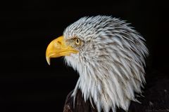 Seeadler Portrait