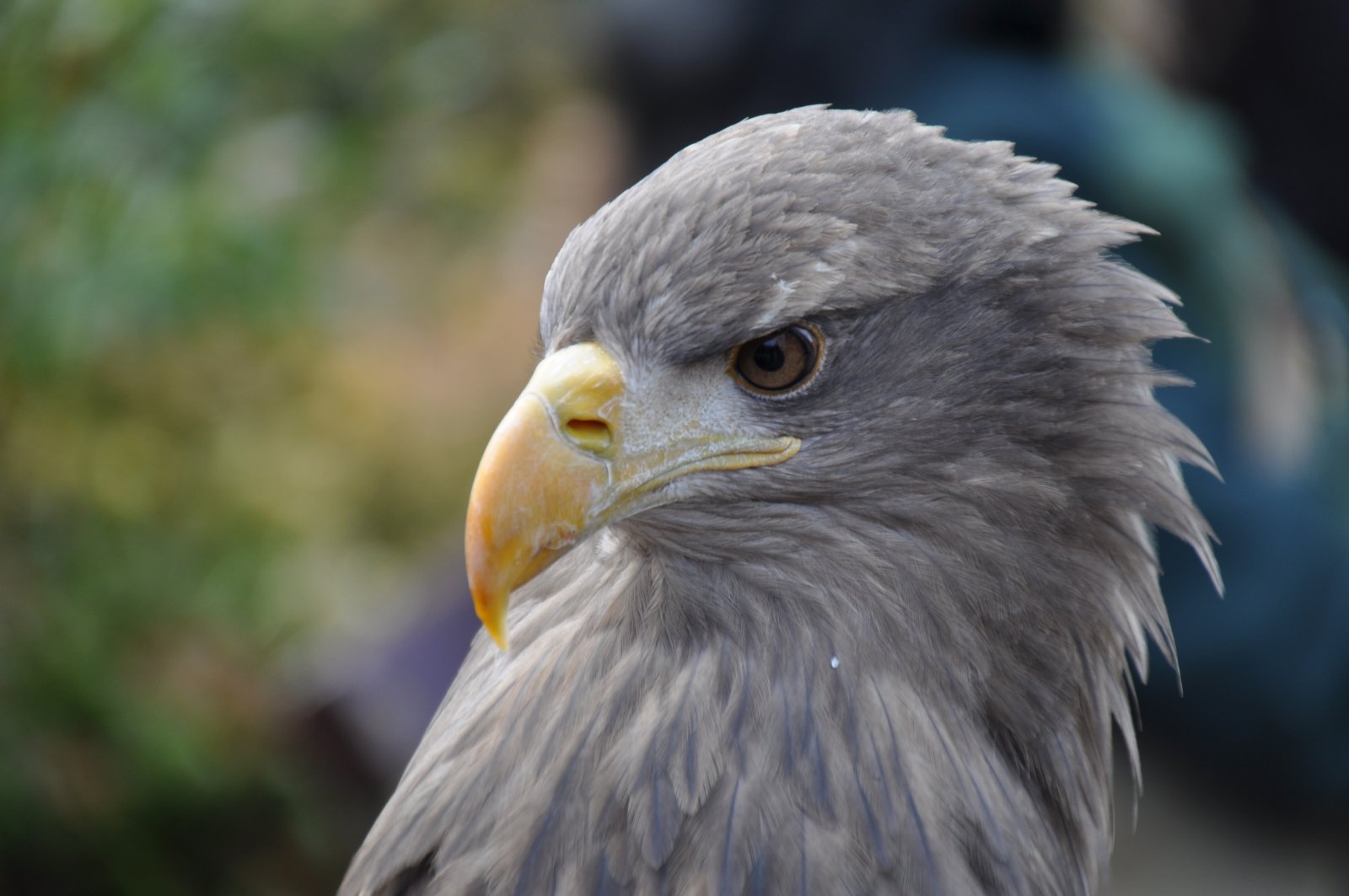 Seeadler-Portrait