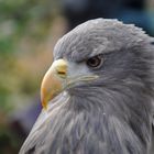 Seeadler-Portrait