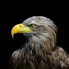 Seeadler Portrait