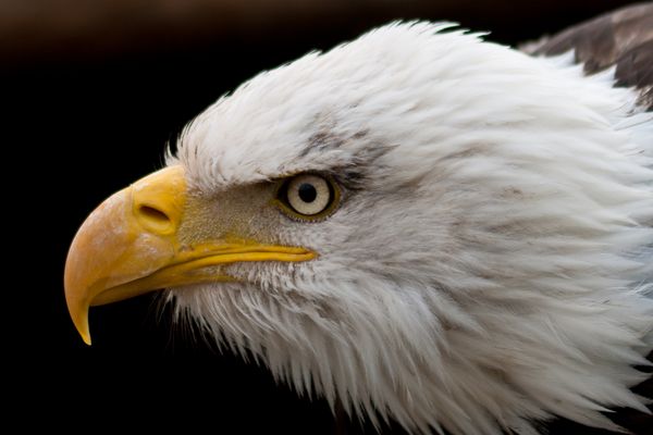 Seeadler Portrait