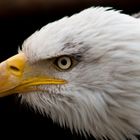 Seeadler Portrait