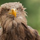 Seeadler-Portrait 