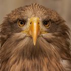 Seeadler-Portrait 