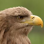 Seeadler Portrait