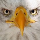 Seeadler Portrait