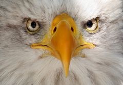 Seeadler Portrait