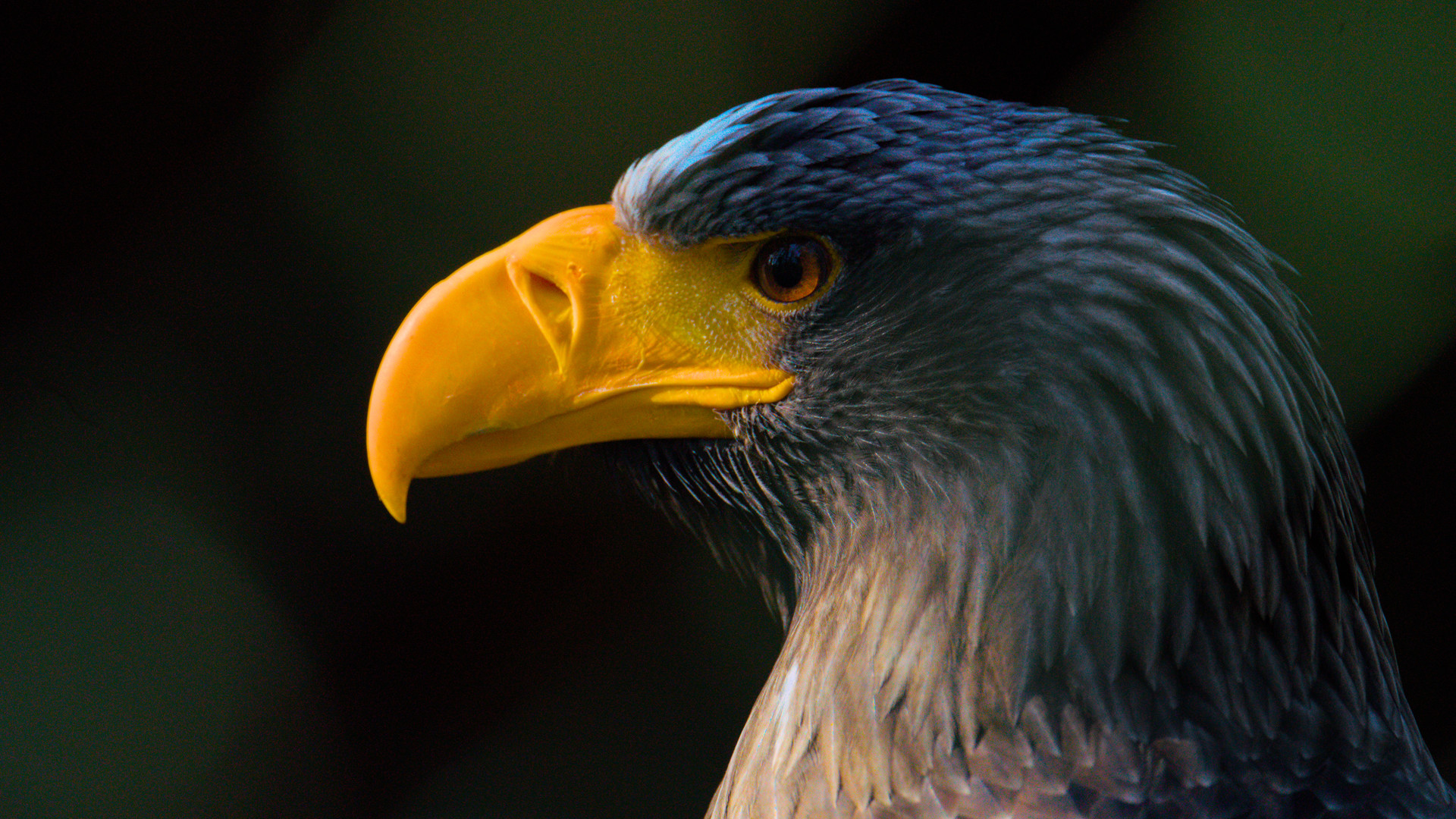 Seeadler Portrait