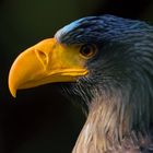 Seeadler Portrait