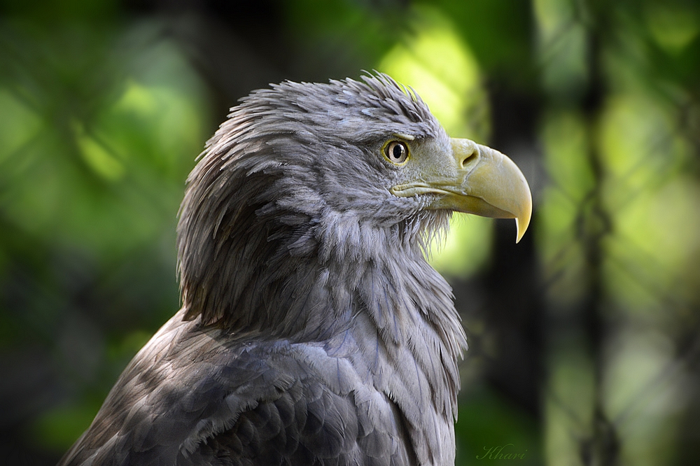 Seeadler Portrait