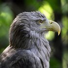 Seeadler Portrait