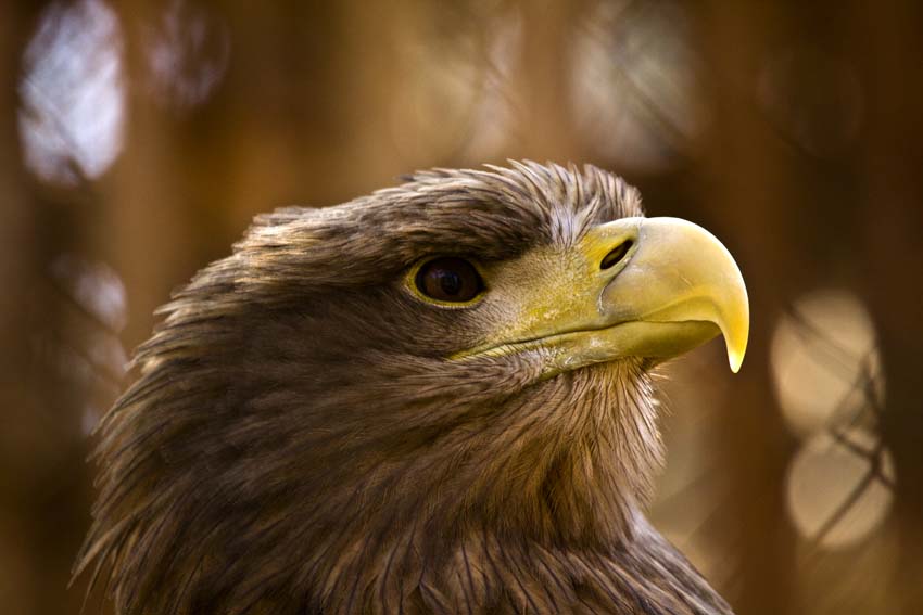 Seeadler Profil