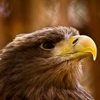 Seeadler Profil