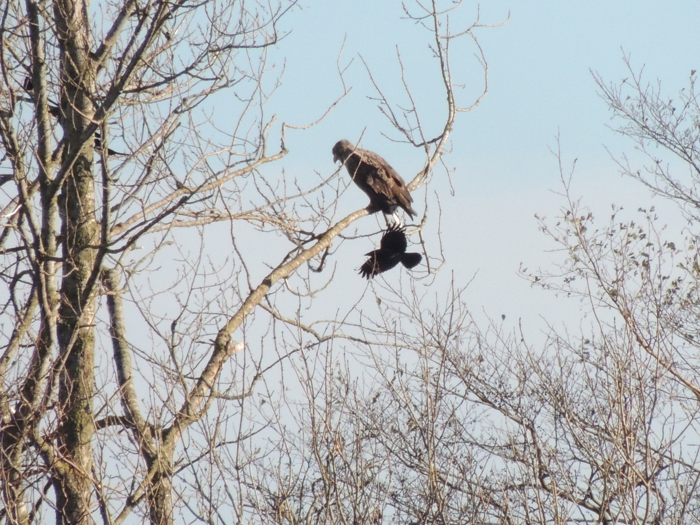 Seeadler + Rabe