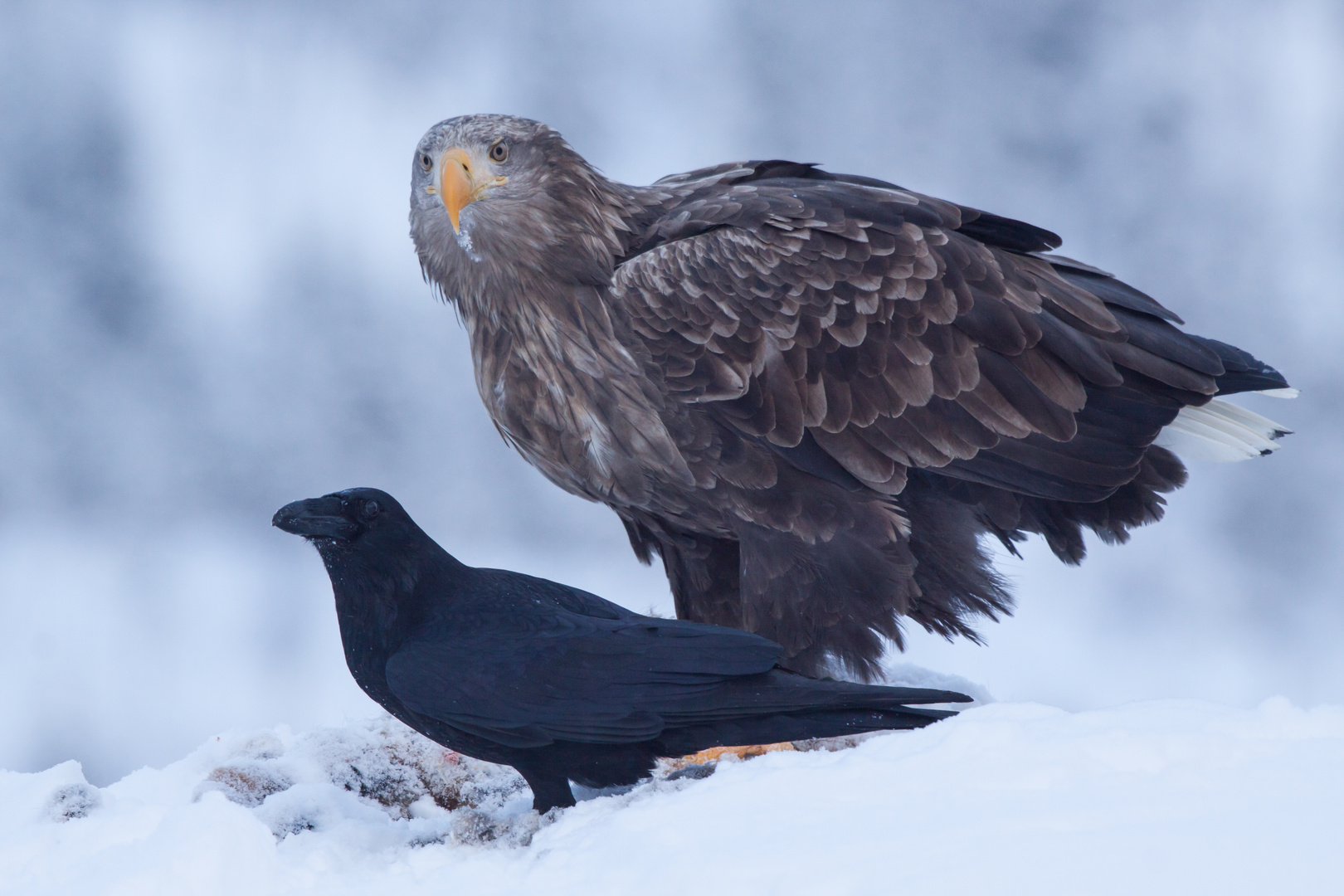 Seeadler, Rabe: Gefährten