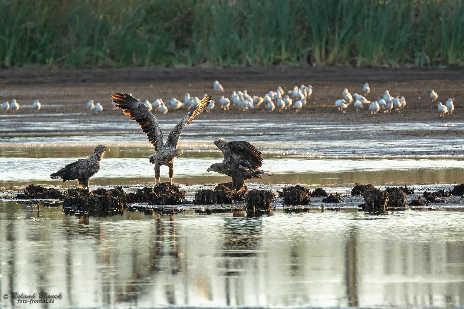 Seeadler-Rast