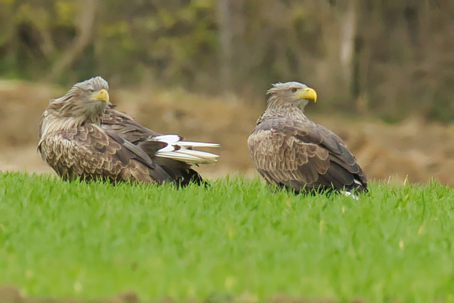 Seeadler Rast im Grünen