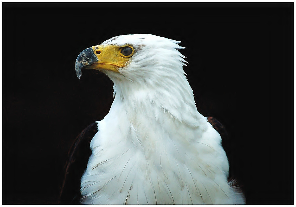 " Seeadler " reload