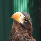 Seeadler (Repost)