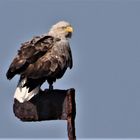 Seeadler Revier