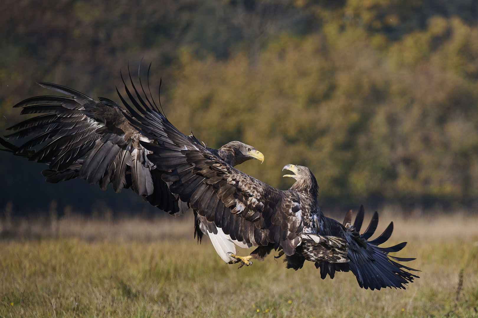 Seeadler - Revierkampf